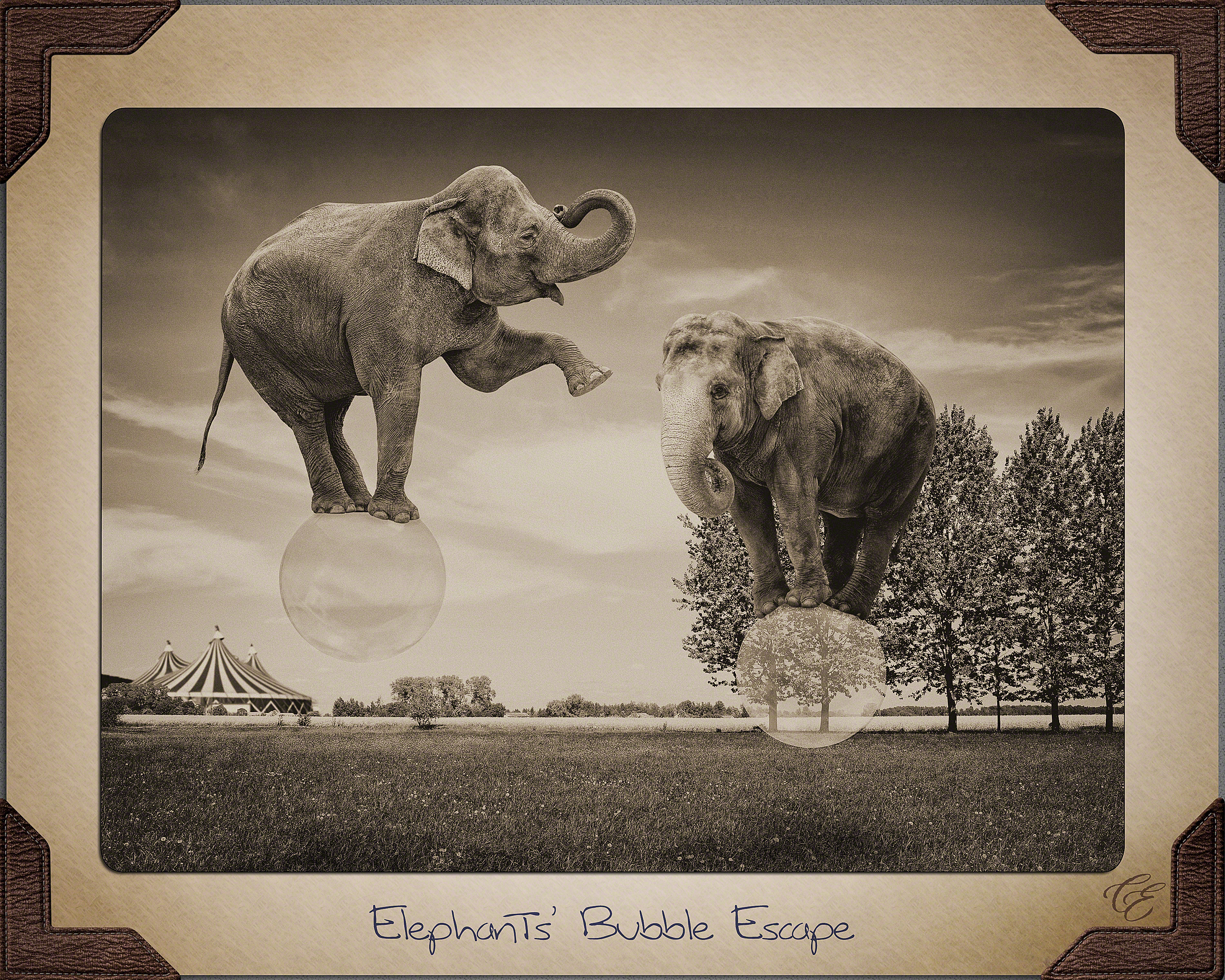 Elephant Bubble Escape